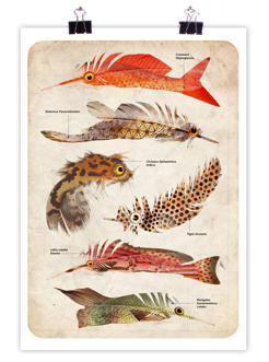Feather Fish