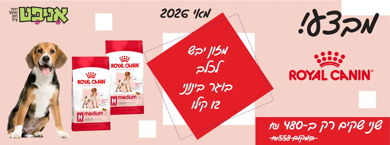 רויאל קנין כלב בוגר בינוני