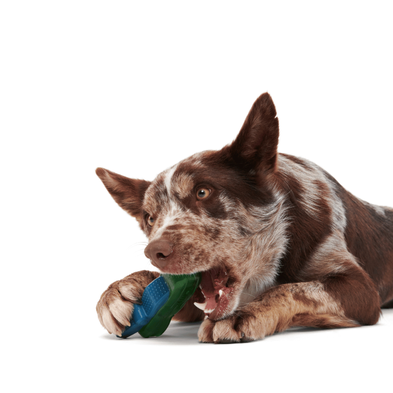 צעצועים לכלבים