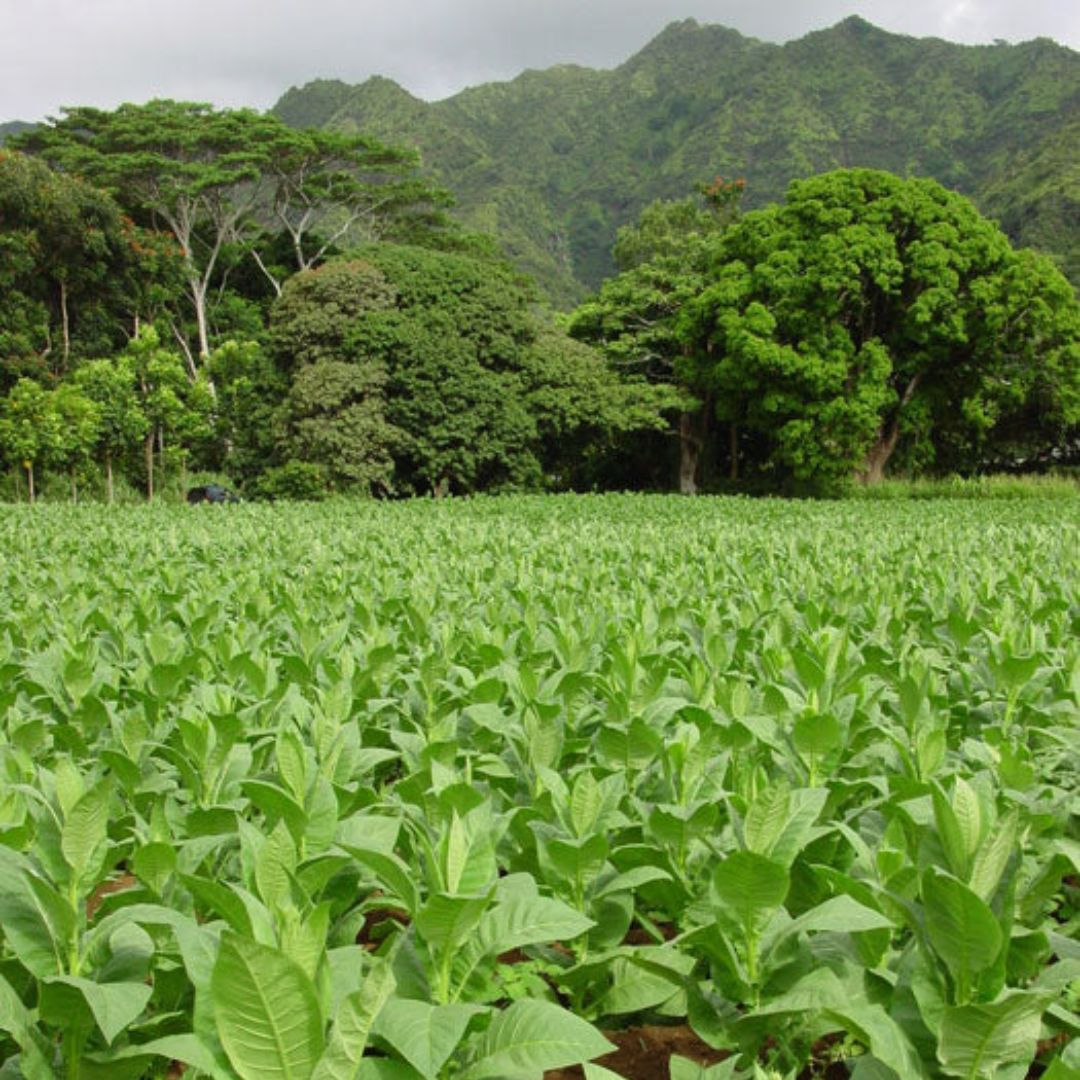סיגרים עבודת יד