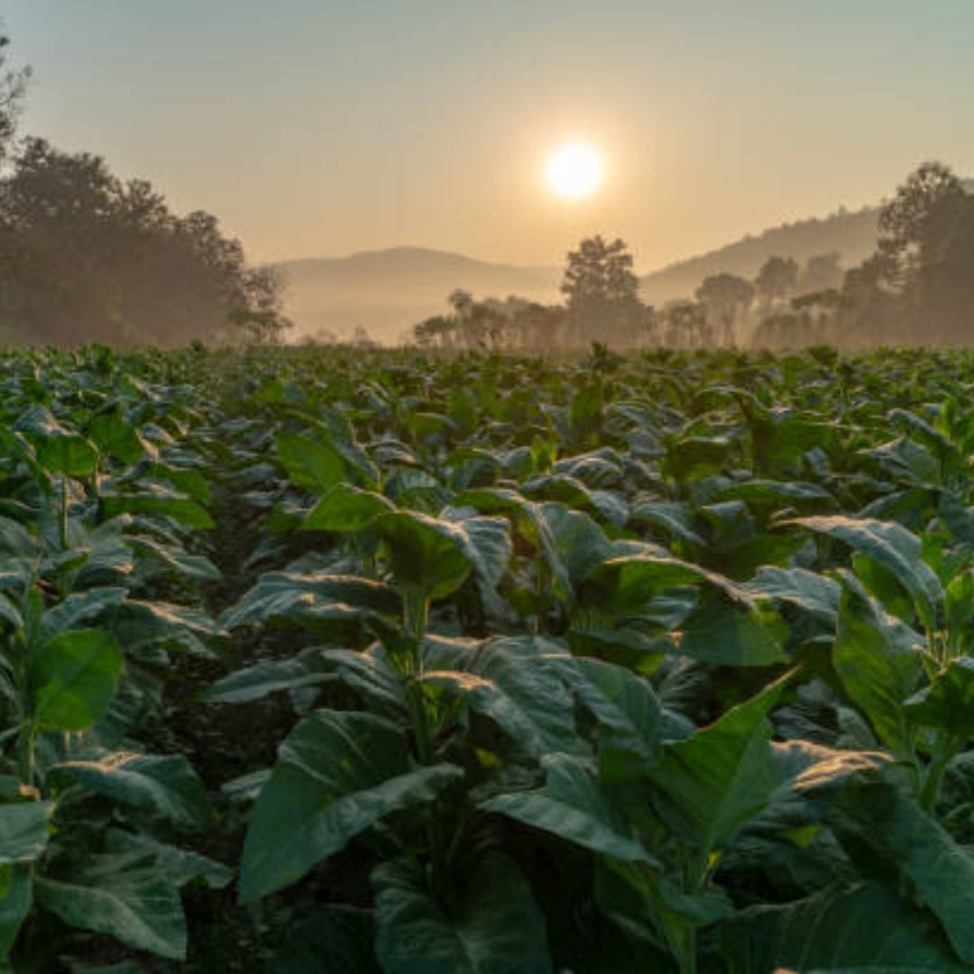 פרימיום בנדלים