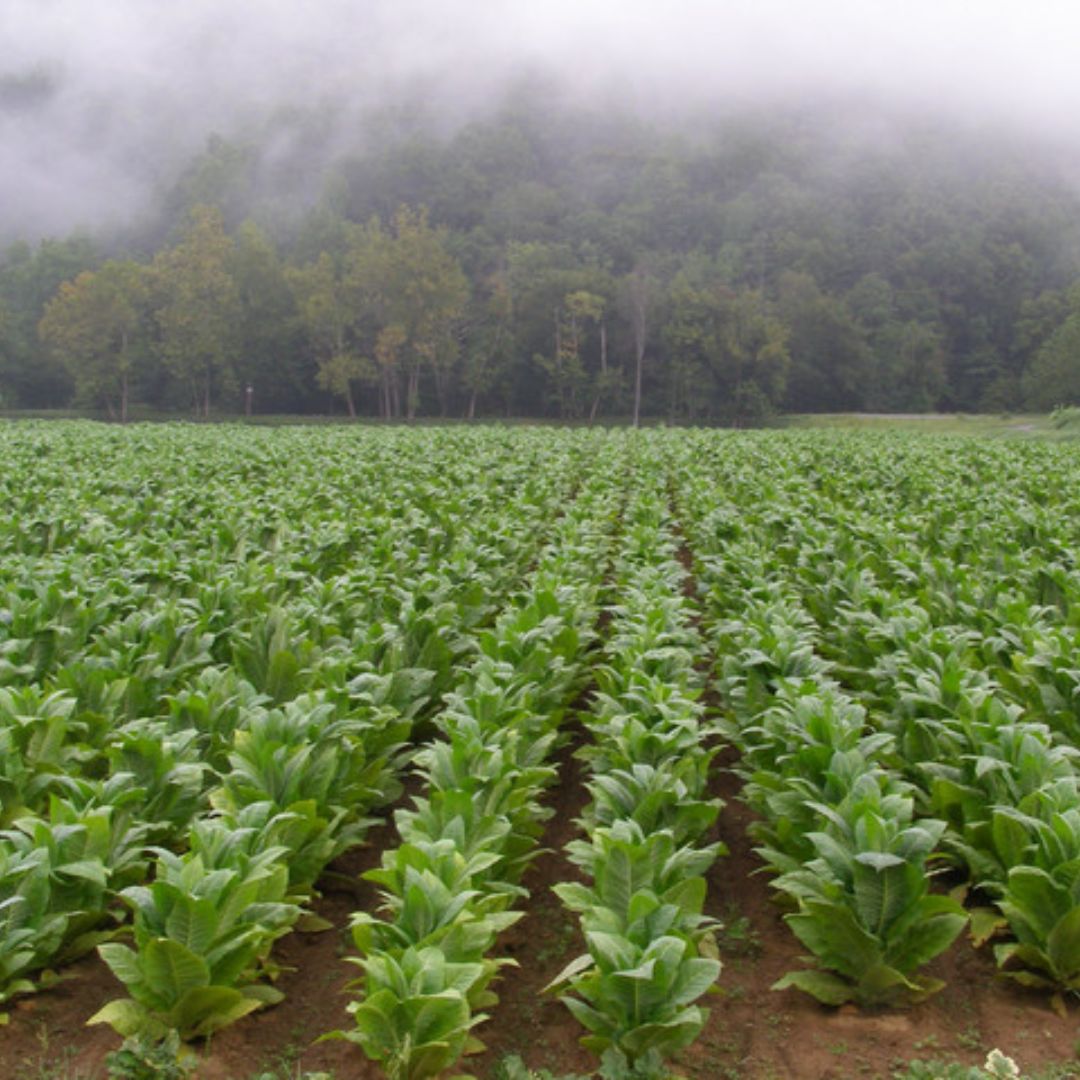פרימיום TOP CIGARS