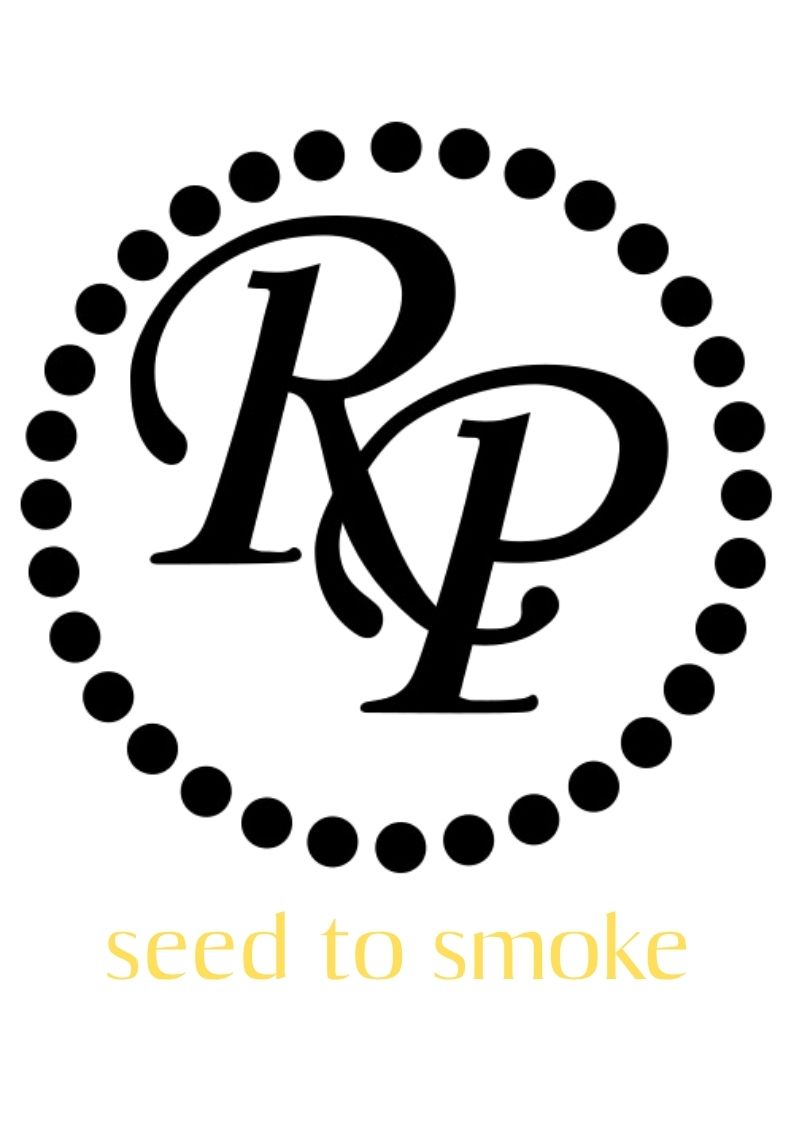 רוקי פטל- סיד טו סמוק קלאסיק (צהוב)