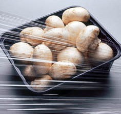 רדידים ונצמדים