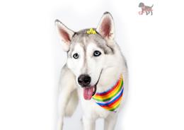בנדנה פלוקי גדולה מעוצבת לכלב – צבעי הגאווה 