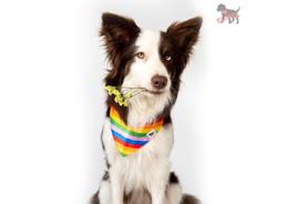 בנדנה פלוקי בינונית מעוצבת לכלב – צבעי הגאווה 