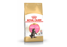 רויאל קנין לחתול קיטן מגזע מיין קון