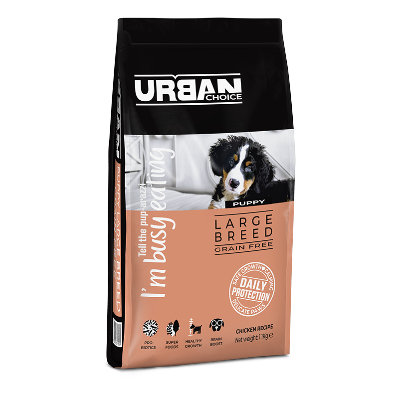 אורבן צ'ויס גור גזע גדול